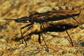 Triatoma brasiliensis