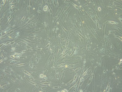 assinaturagenetica