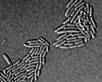 bacterias34110