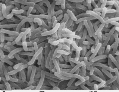 bacteriascomunicacao