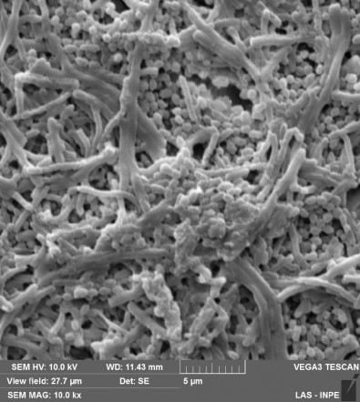 biofilme