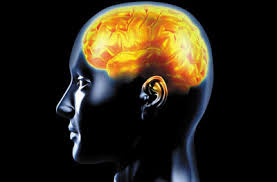 cerebro