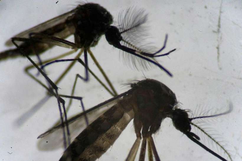 dengue2