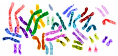 genetica