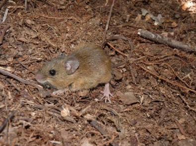 hantavirus
