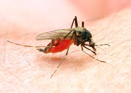 malaria1