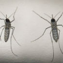 mosquito aedes aegypti e o causador das tres doencas que mais alarmam o brasil atualmente zika dengue e chikungunya 1455572856461 300x300