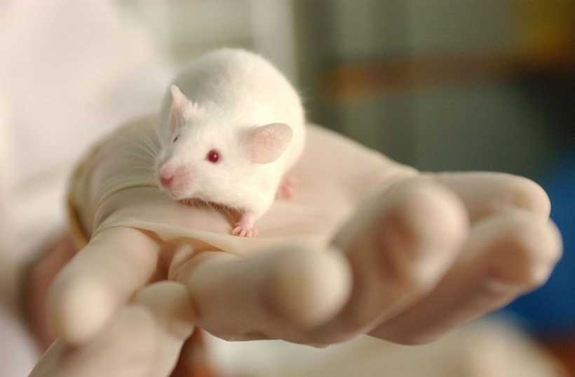 rato