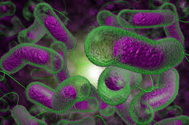 superbacteria
