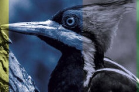 A teoria do pica-pau