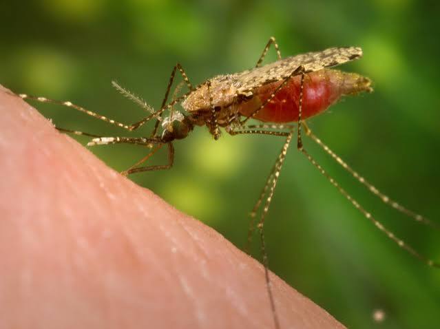 malaria