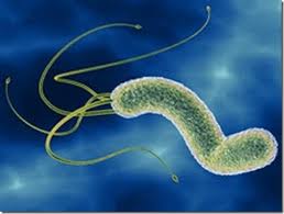 bacteria