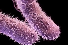 canetacancer