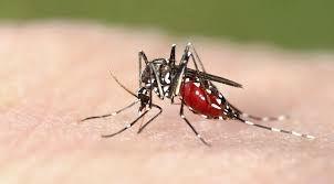 chikungunya