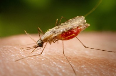 malaria2