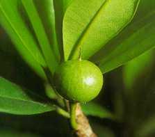 massaranduba fruto