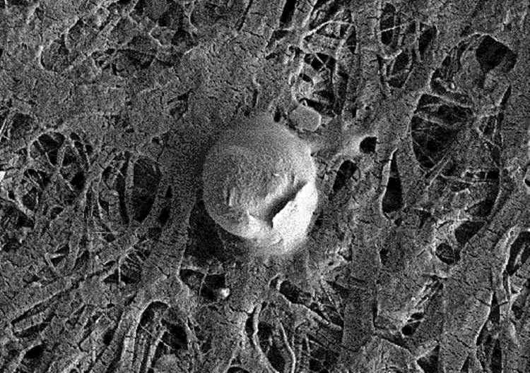 microscopio