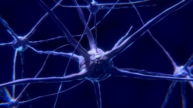 neuronios