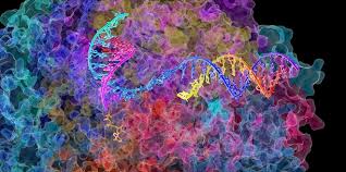 rna1