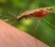 https://agenciabrasil.ebc.com.br/saude/noticia/2026-07/cientistas-da-fiocruz-podem-produzir-vacina-completa-contra-malaria