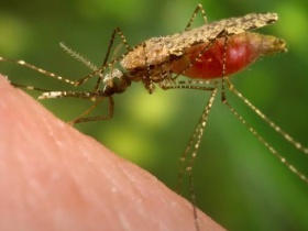 https://agenciabrasil.ebc.com.br/saude/noticia/2026-07/cientistas-da-fiocruz-podem-produzir-vacina-completa-contra-malaria