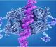 Estudo identifica proteína essencial para ativação de via molecular associada ao câncer